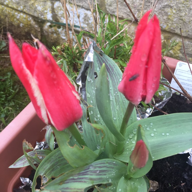 plant image 654813 plant image 654813