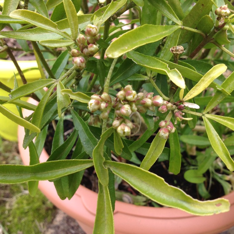 plant image 677757 plant image 677757