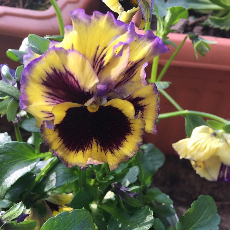 plant image 680563 plant image 680563