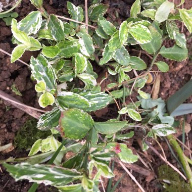 Euonymus fortunei 'Harlequin'