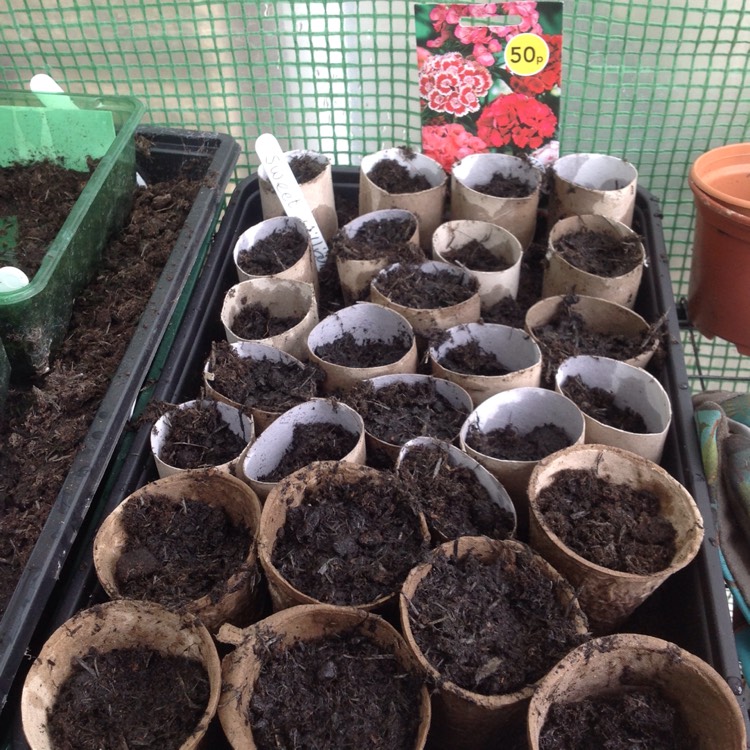plant image 694131