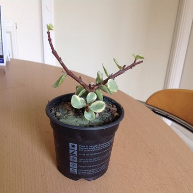 Portulacaria Afra Variegata