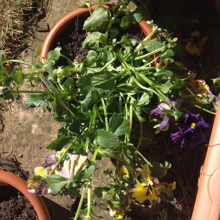 plant image 697450 plant image 697450