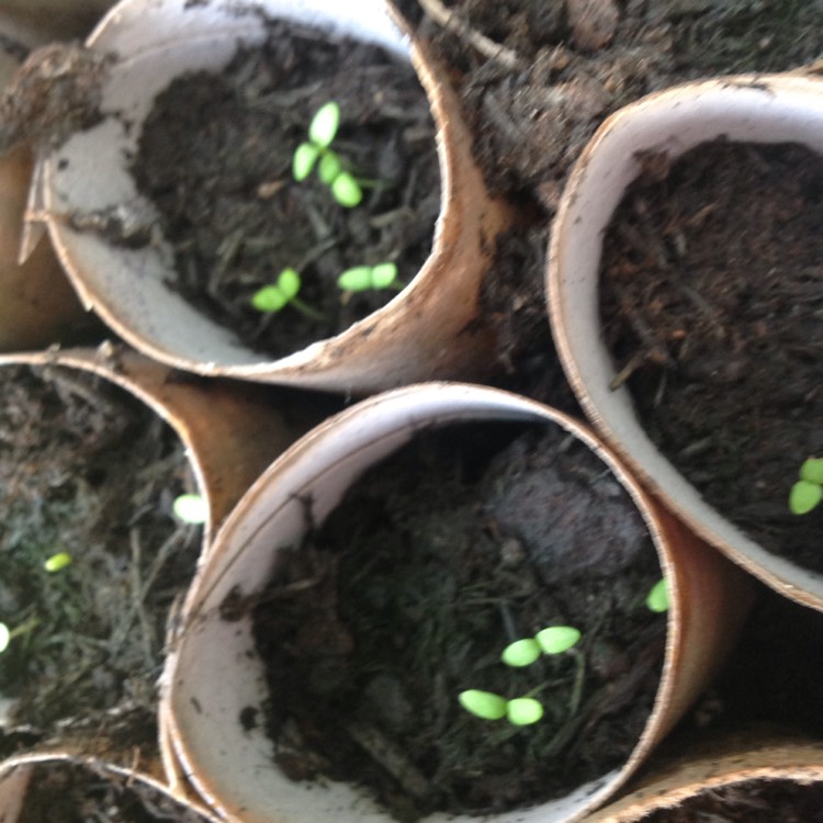 plant image 708098