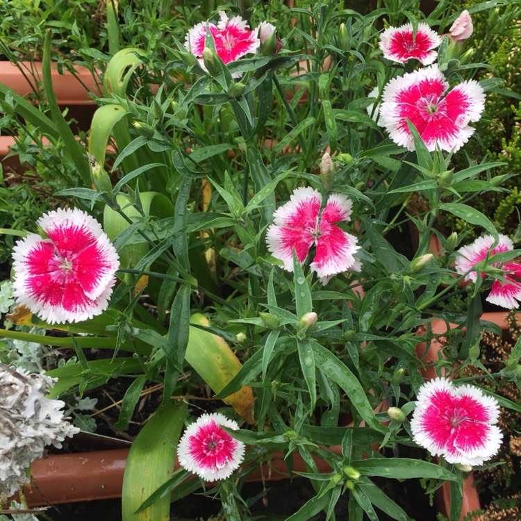 plant image 715824 plant image 715824