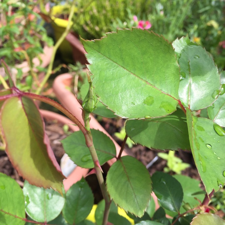plant image 724555