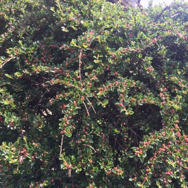 Cotoneaster horizontalis