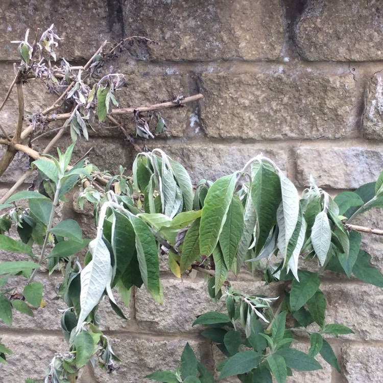plant image 727593 plant image 727593