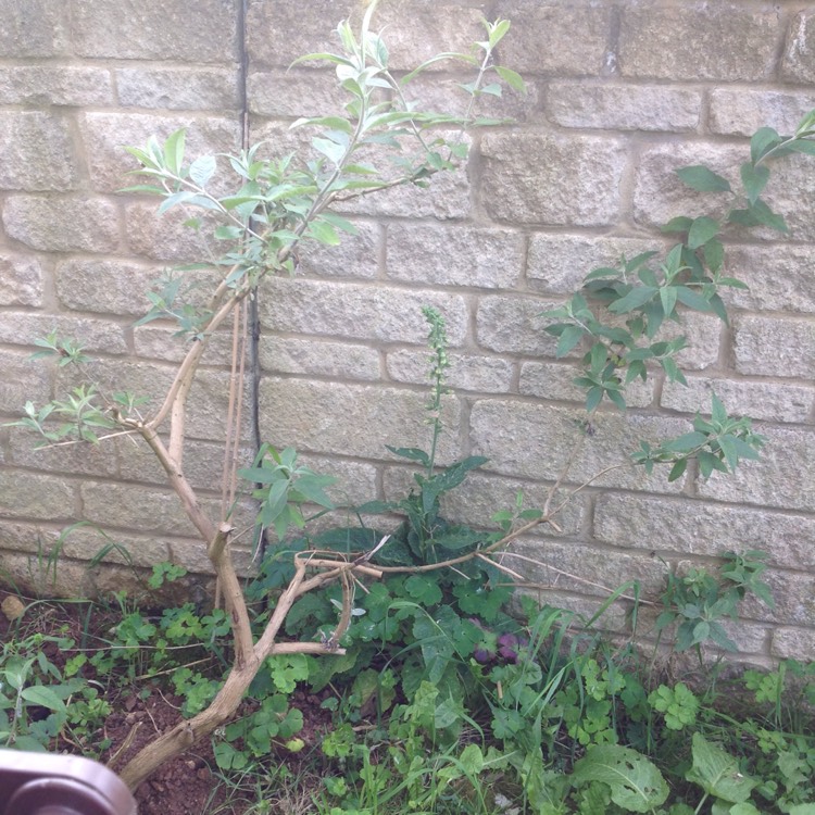 plant image 727778 plant image 727778