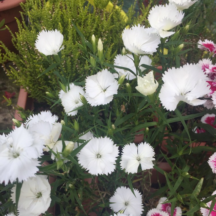 plant image 737479 plant image 737479