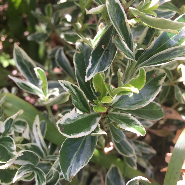 plant image 739157