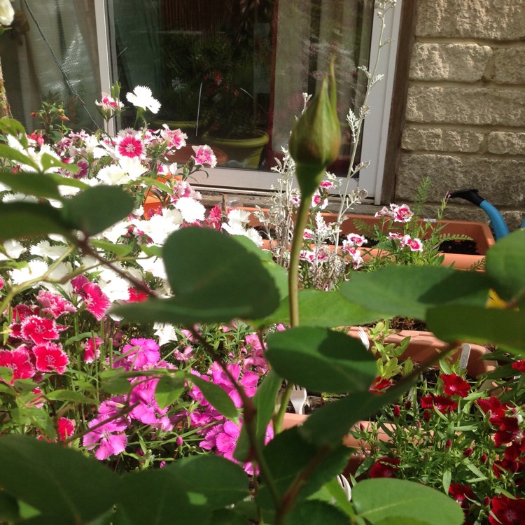 plant image 751989