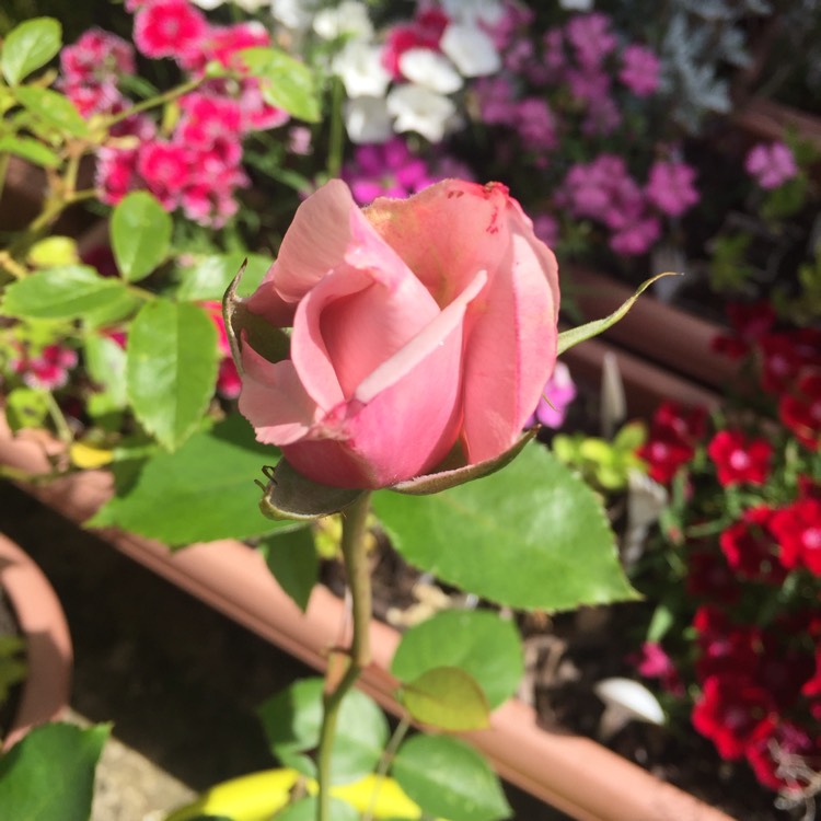 plant image 758649