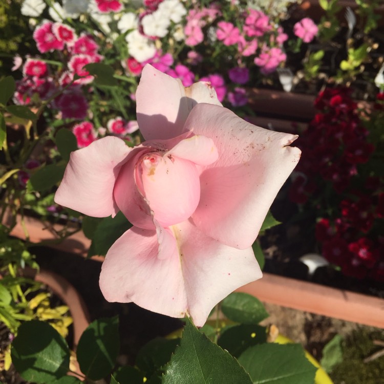 plant image 764141