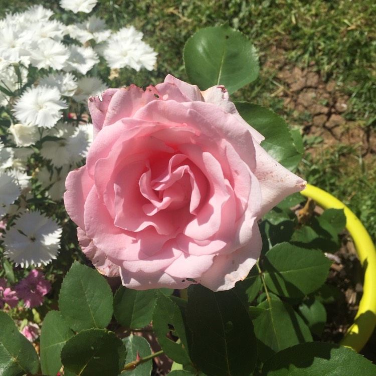 plant image 765291