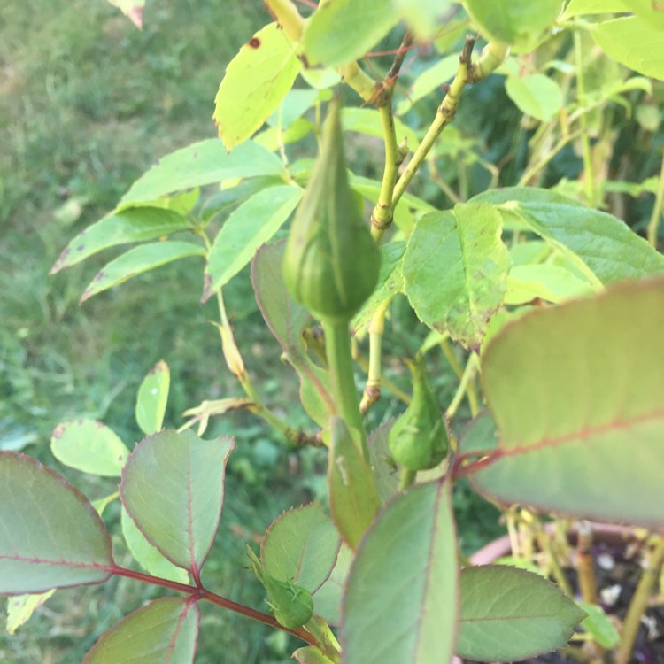 plant image 785710