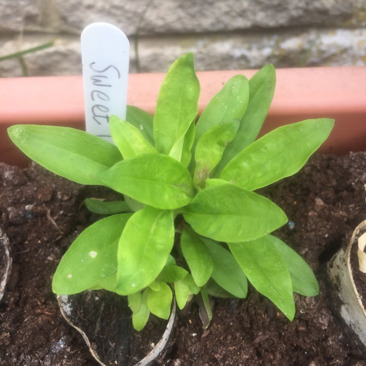 plant image 790468