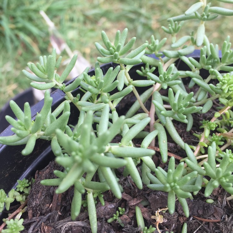 plant image 793678 plant image 793678