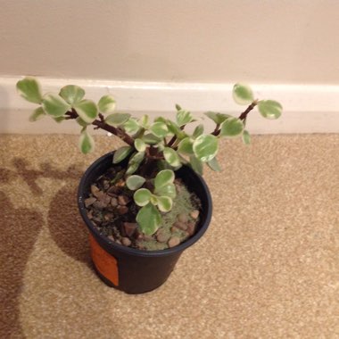 Portulacaria Afra Variegata