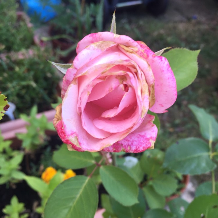 plant image 803745