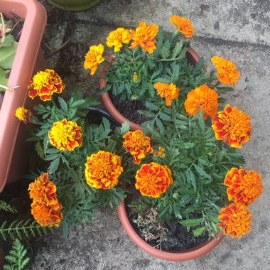 Tagetes Patula 'Safari mixture'