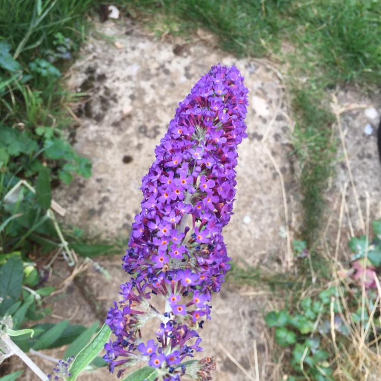 plant image 811371 plant image 811371