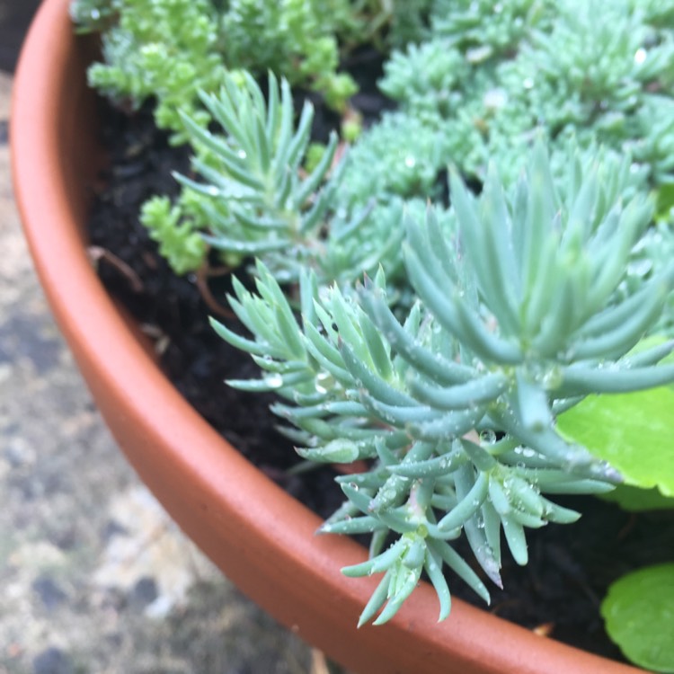 plant image 816554 plant image 816554