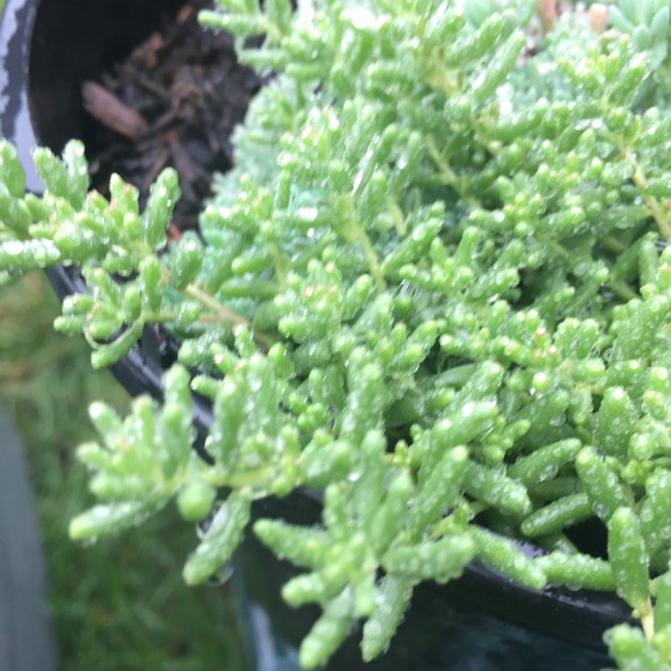 plant image 816558 plant image 816558