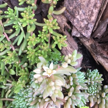Sedum Album