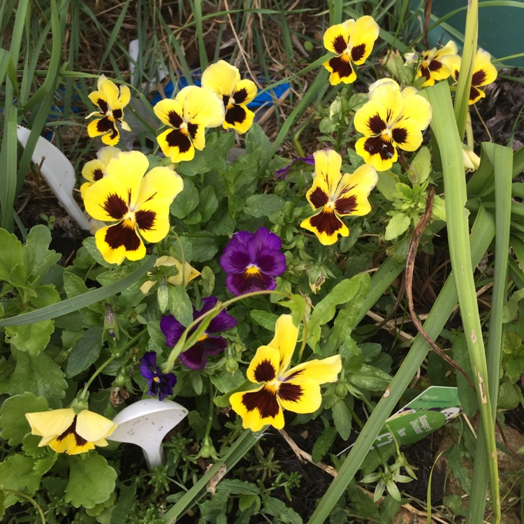 plant image 830123 plant image 830123