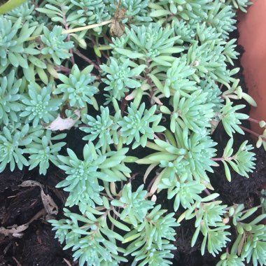 Sedum hispanicum
