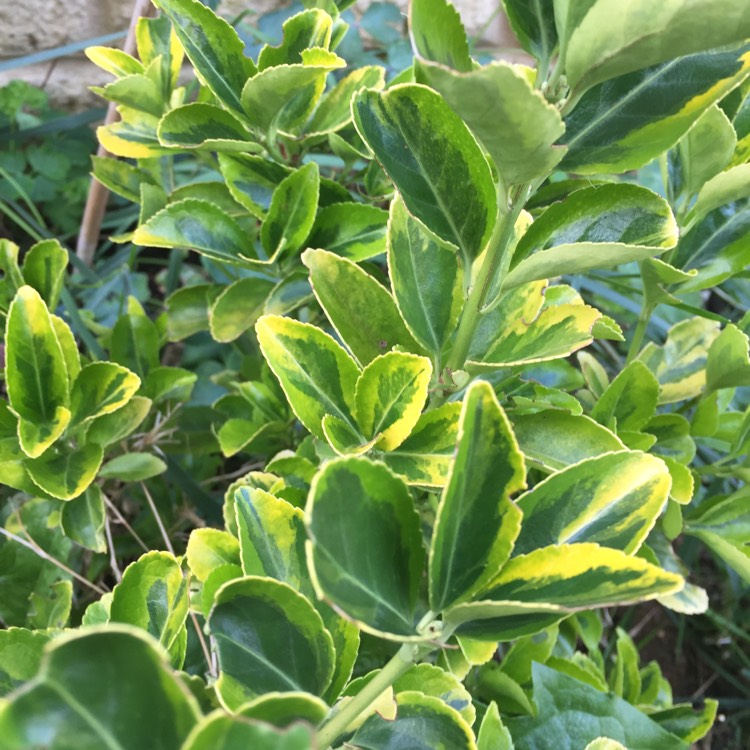 plant image 834998 plant image 834998