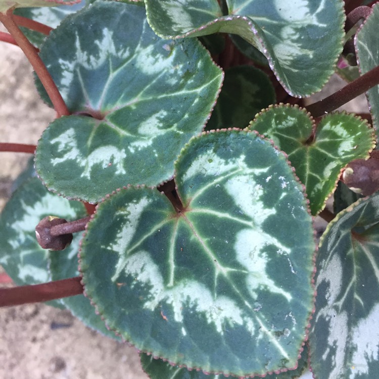 plant image 835001 plant image 835001