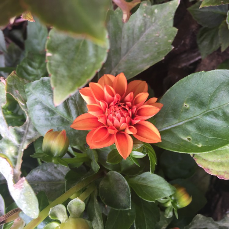 plant image 837558 plant image 837558