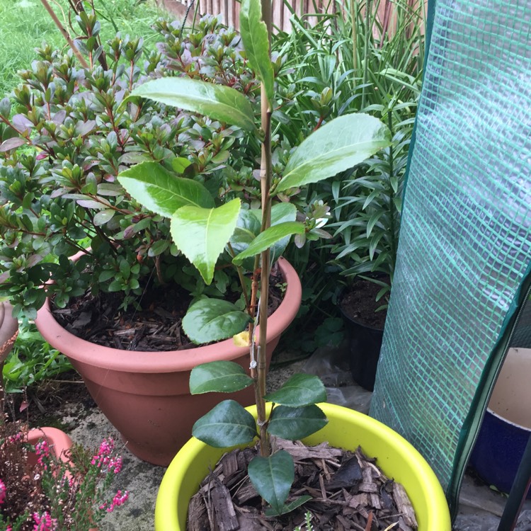 plant image 848002 plant image 848002