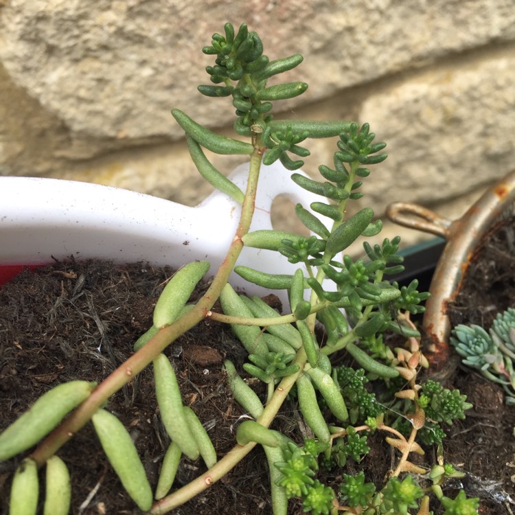 plant image 849730 plant image 849730