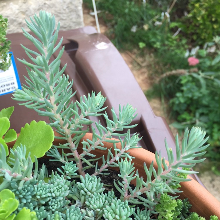 plant image 849732 plant image 849732