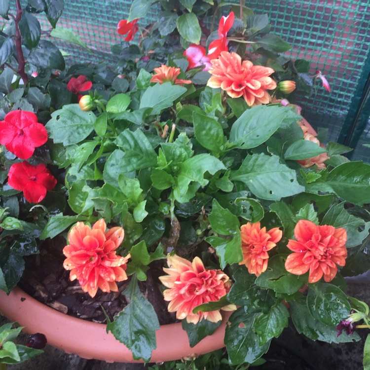 plant image 851128 plant image 851128