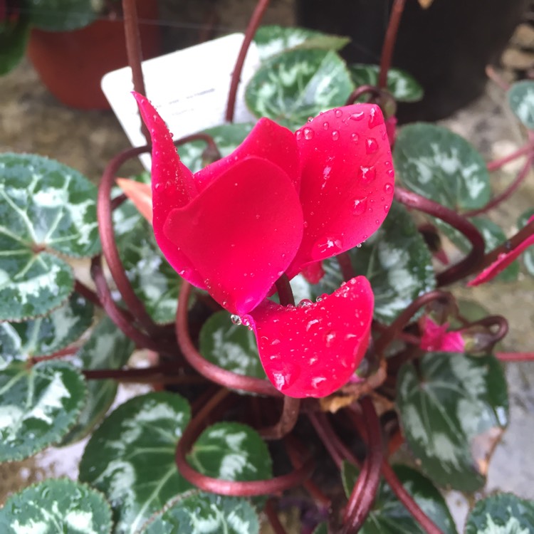 plant image 854145 plant image 854145