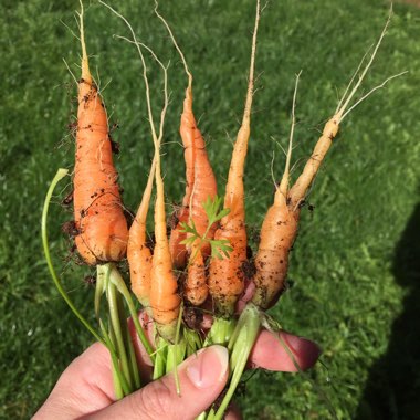 Daucus carota subsp. sativus 'Nantes 5'