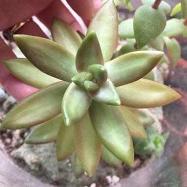 Sedum Adolphi