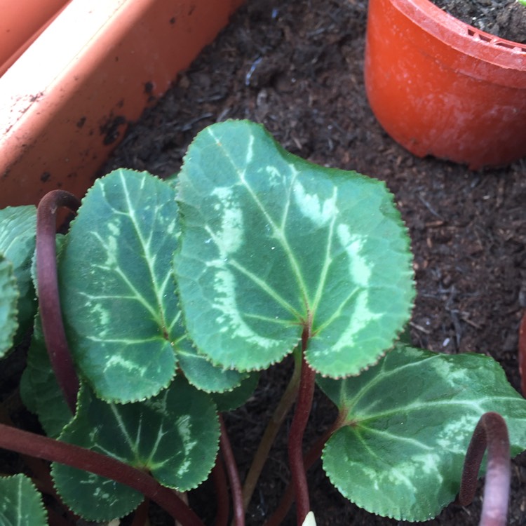 plant image 864133 plant image 864133