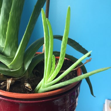 Aloe barbadensis syn. Aloe Vera