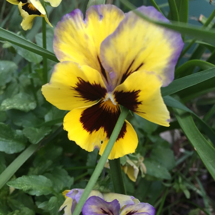 plant image 867382 plant image 867382