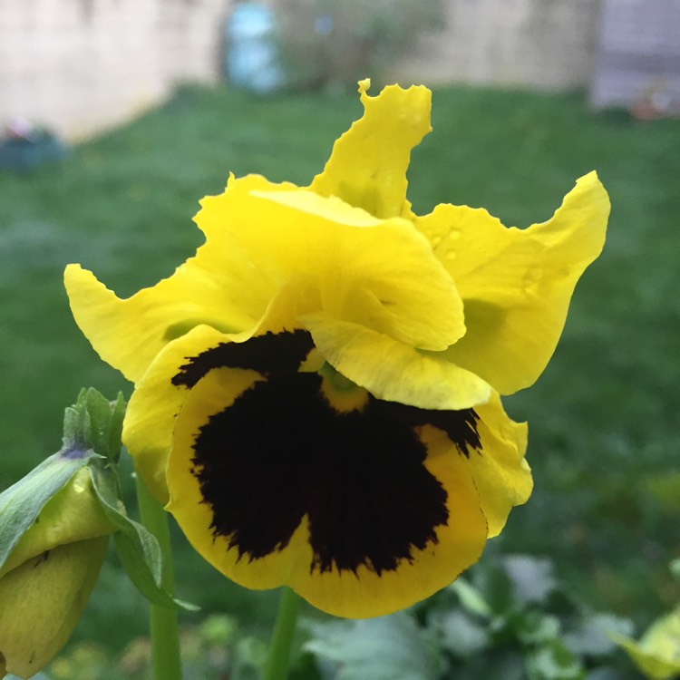 plant image 874682 plant image 874682