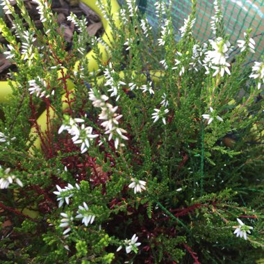 Calluna vulgaris