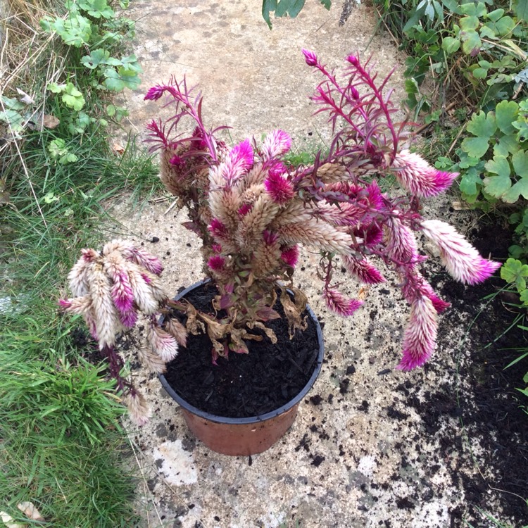 plant image 876916 plant image 876916