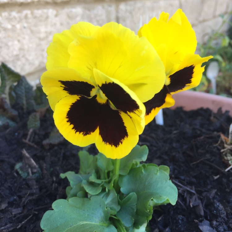 plant image 878478 plant image 878478