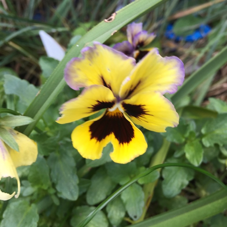 plant image 883676 plant image 883676