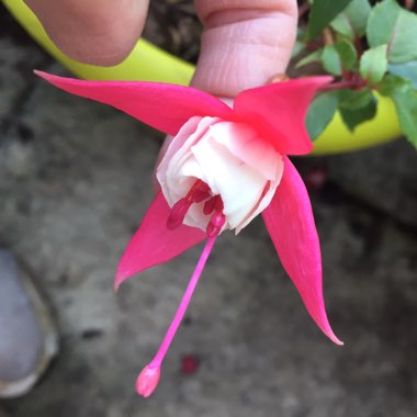 Fuchsia 'Snowcap'